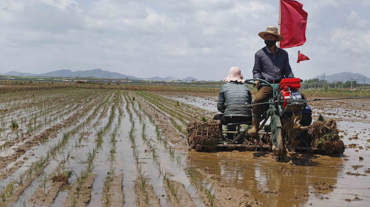 KLDR se nedaří sklízet dost obilí, plánuje revoluci v zemědělství